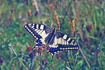 Papilio machaon
