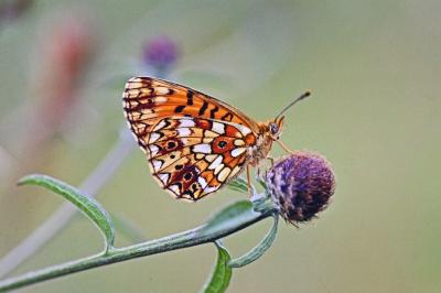 Boloria selene