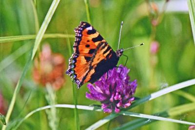 Aglais urticae