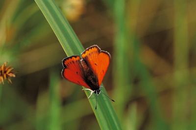 Lycaena dispar
