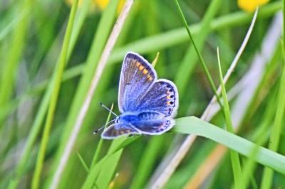 Polyommatus icarus