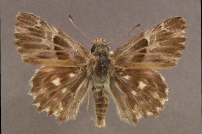Muschampia floccifera
