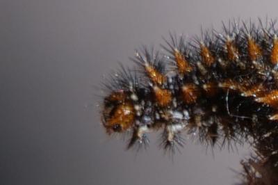 Melitaea didyma