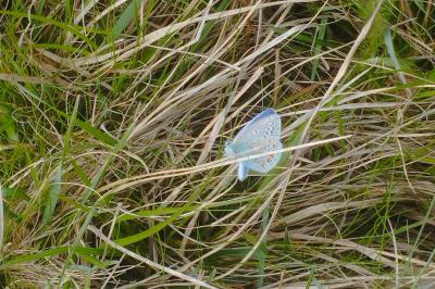 <i>Polyommatus icarus</i>