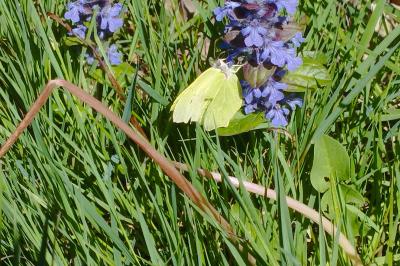 <i>Gonepteryx rhamni</i>