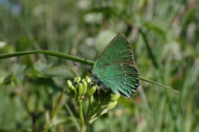<i>Callophrys rubi</i>