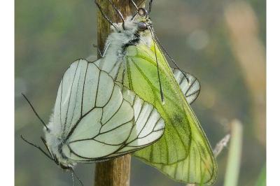 <i>Aporia crataegi</i>