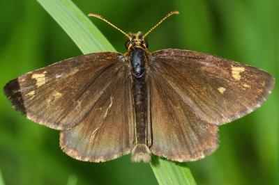 <i>Heteropterus morpheus</i>
