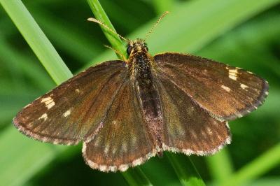 <i>Heteropterus morpheus</i>