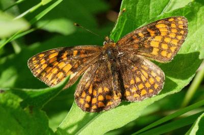 <i>Melitaea athalia</i>