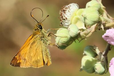 <i>Ochlodes sylvanus</i>