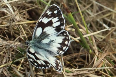 <i>Melanargia galathea</i>
