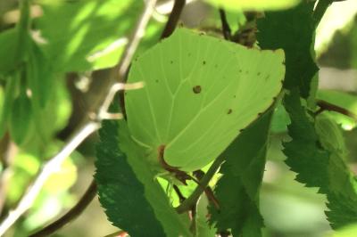 <i>Gonepteryx rhamni</i>