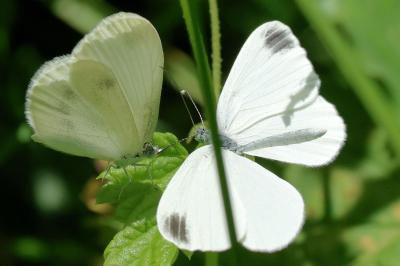 <i>Leptidea sinapis</i>