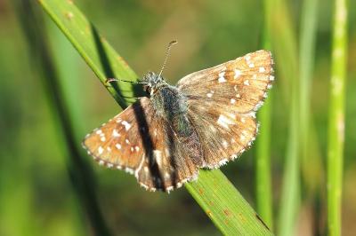 <i>Pyrgus armoricanus</i>