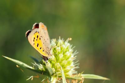 <i>Lycaena phlaeas</i>
