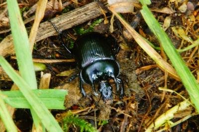Typhaeus typhoeus