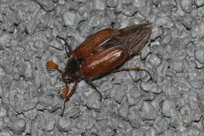 Melolontha melolontha