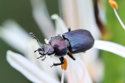 Platycerus caraboides