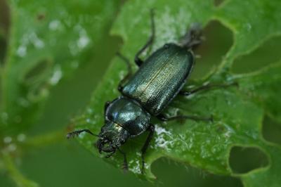 Platycerus caraboides
