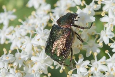 Gnorimus nobilis