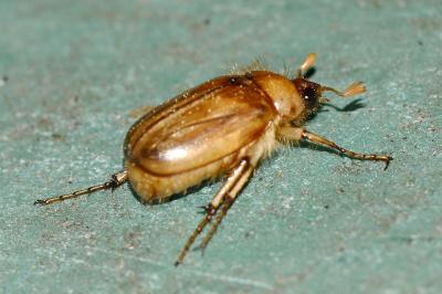 <i>Rhizotrogus marginipes</i>