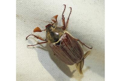 <i>Melolontha melolontha</i>