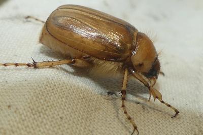 <i>Rhizotrogus marginipes</i>