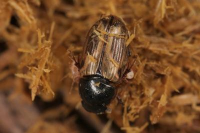 <i>Melinopterus prodromus</i>