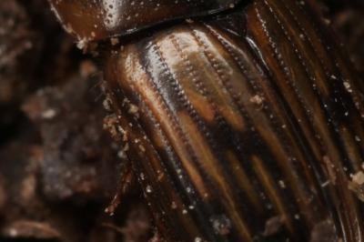 <i>Melinopterus prodromus</i>