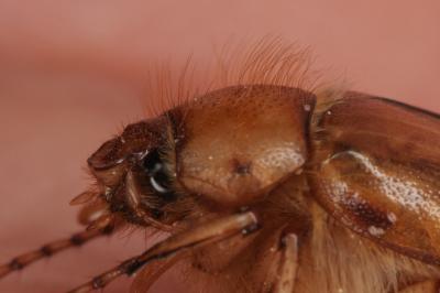 <i>Rhizotrogus marginipes</i>