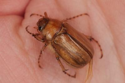 <i>Rhizotrogus marginipes</i>