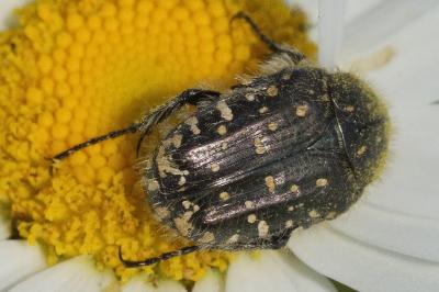 <i>Oxythyrea funesta</i>