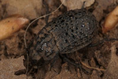 <i>Trox perlatus</i>