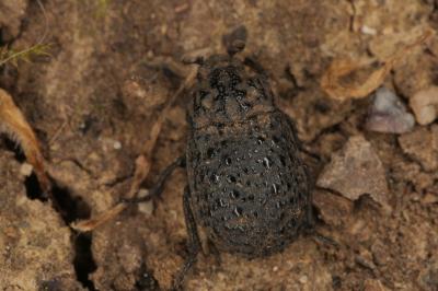 <i>Trox perlatus</i>