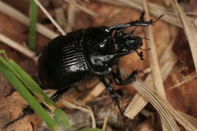 <i>Typhaeus typhoeus</i>