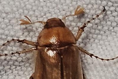 <i>Rhizotrogus marginipes</i>