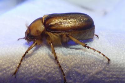 <i>Rhizotrogus aestivus</i>