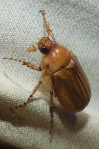 <i>Rhizotrogus marginipes</i>