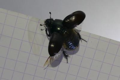 <i>Anoplotrupes stercorosus</i>