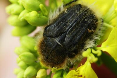 <i>Tropinota squalida</i>