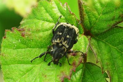 <i>Valgus hemipterus</i>