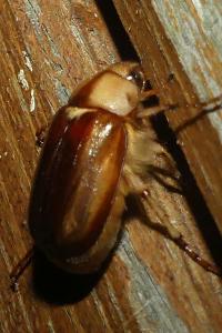 <i>Rhizotrogus aestivus</i>