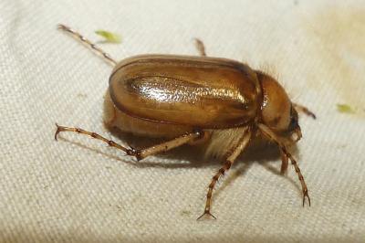 <i>Rhizotrogus marginipes</i>