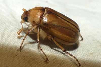 <i>Rhizotrogus marginipes</i>