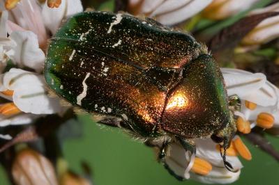 <i>Cetonia aurata</i>
