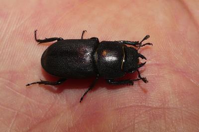 <i>Dorcus parallelipipedus</i>