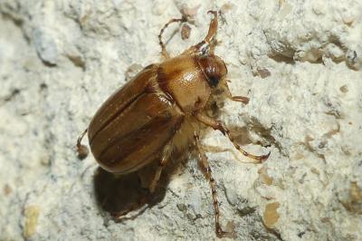 <i>Rhizotrogus marginipes</i>