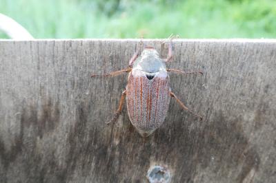 <i>Melolontha melolontha</i>