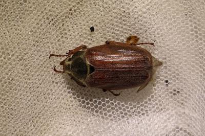 <i>Melolontha melolontha</i>